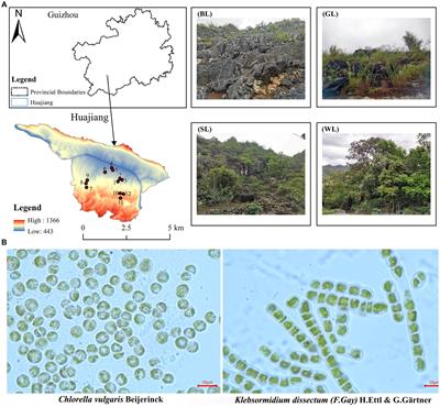 Terrestrial algae: pioneer organisms of carbonate rock solutional weathering in South China karst